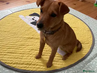 Mixed Breed dogs 9month old puppy in Saint Helens - Advert 1