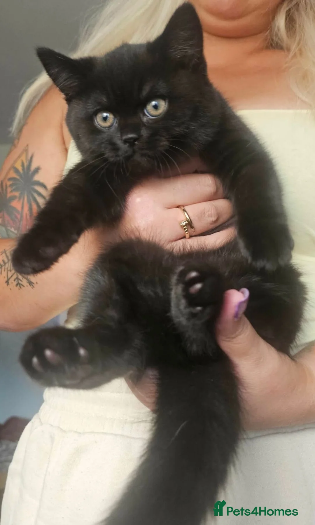 British Shorthair cats for sale: Rare Colour Black British Shorthair Kitten - Advert 2