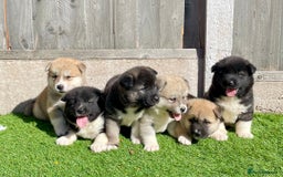 Akita dogs for sale: American Akita Puppys for sale  - Image 2