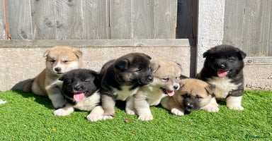 Akita dogs - Advert 6