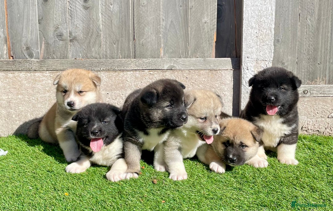 Akita dogs for sale: American Akita Puppys for sale  - Image 2
