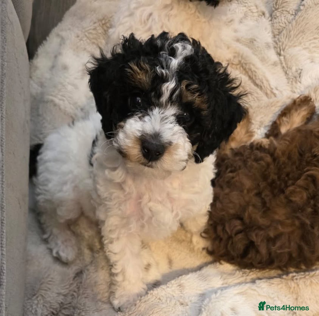 Cavapoo dogs for sale: Rare Tri colour Cavapoo - Image 3