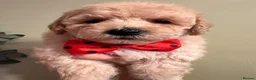 Poochon dogs for sale: Poochons born to Extensively HealthTested parents  - Advert 4