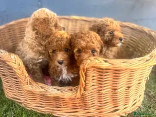 Toy Poodle dogs Toy poodle puppies - Advert 3