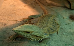 Bearded Dragon reptiles for sale: Orange Female Bearded Dragon - Image 2