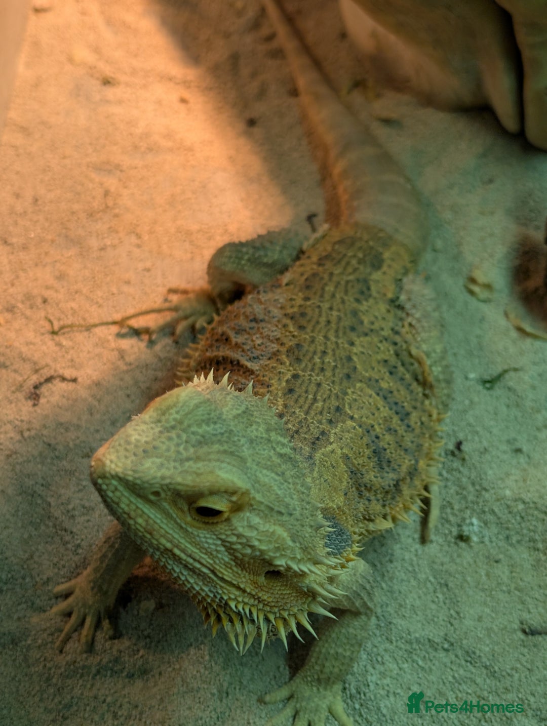Bearded Dragon reptiles for sale: Orange Female Bearded Dragon - Image 2