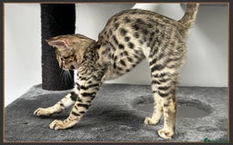 Savannah cats for sale: Ready to go F5 SBT Savannah kittens in Bingley - Image 4