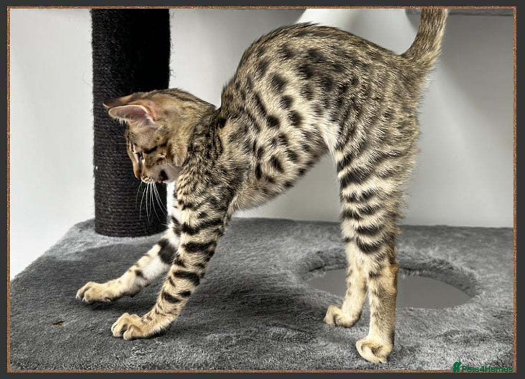 Savannah cats for sale: Ready to go F5 SBT Savannah kittens in Bingley - Image 4