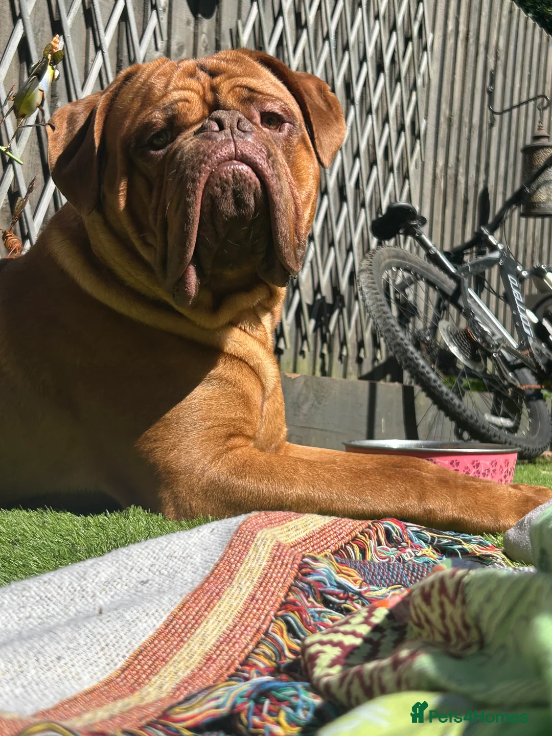 Dogue De Bordeaux dogs for sale: 3 year old DDB - Advert 3