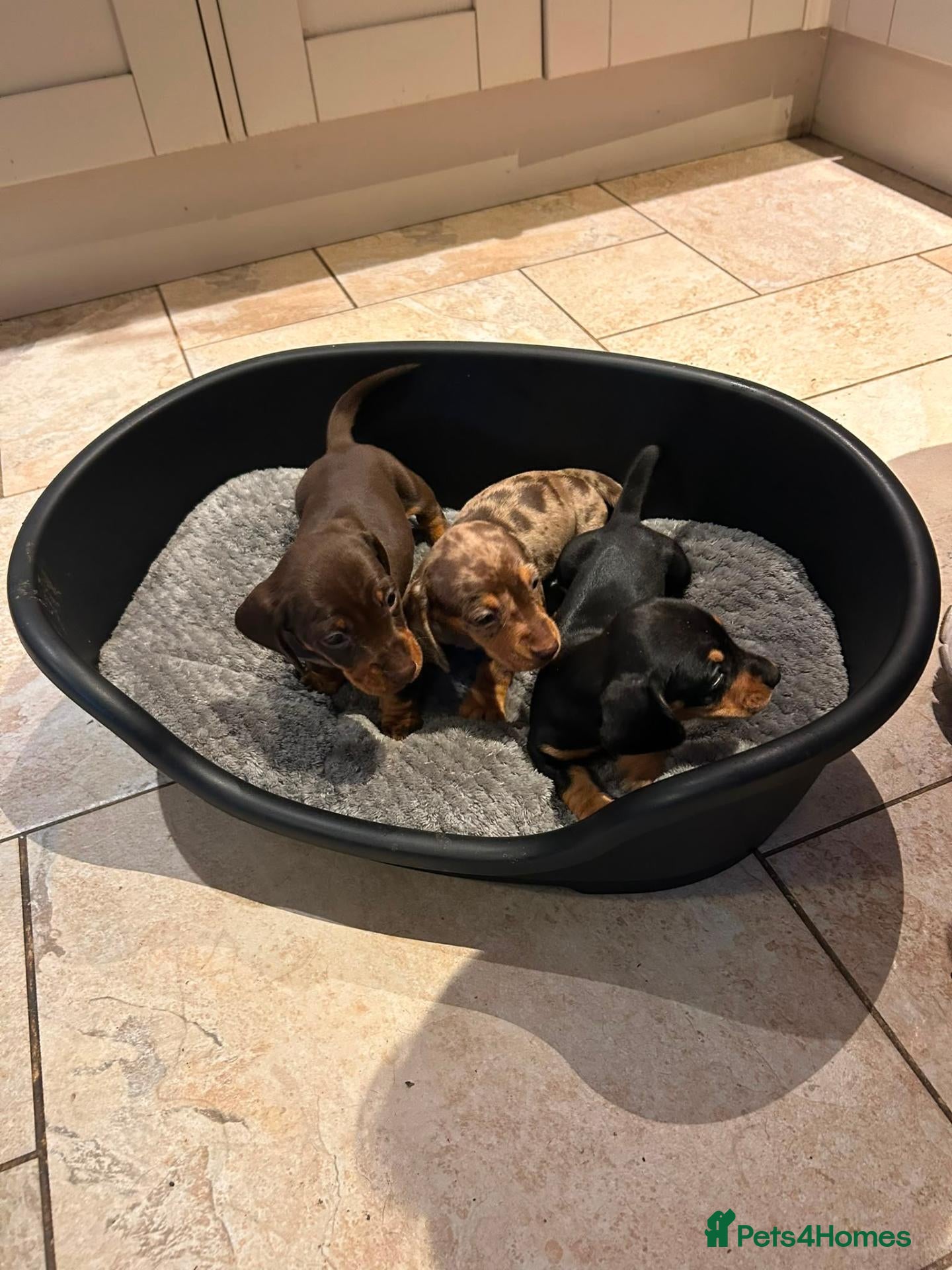 Miniature Dachshund dogs 3 Gorgeous Smooth Coat Miniature Dachshund Puppies - Advert 2