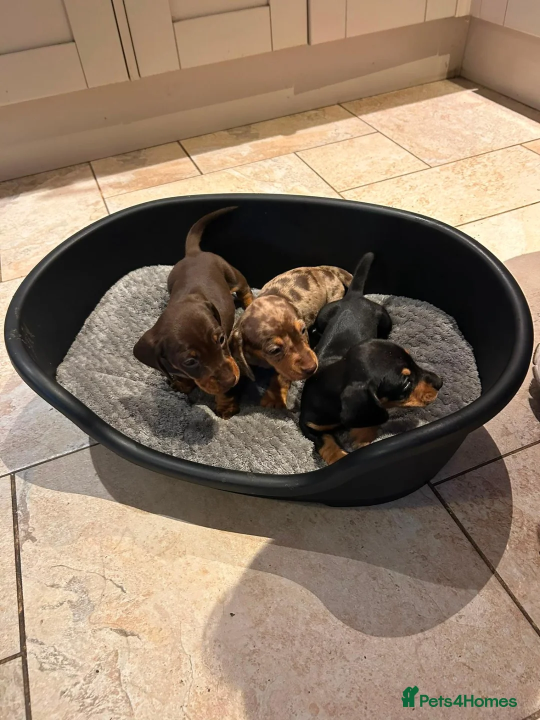 Miniature Dachshund dogs for sale: 3 Gorgeous Smooth Coat Miniature Dachshund Puppies - Advert 2