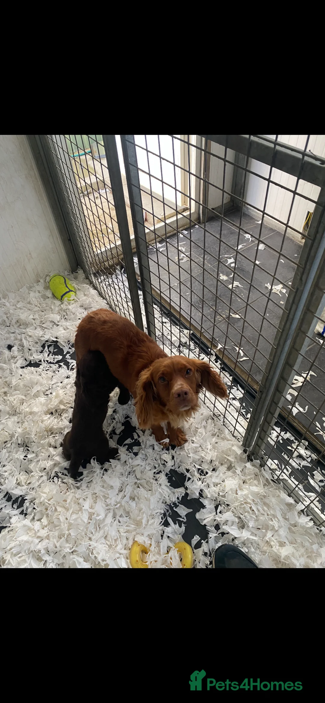 Cocker Spaniel dogs for sale: K/c Working cocker spaniels  - Advert 9