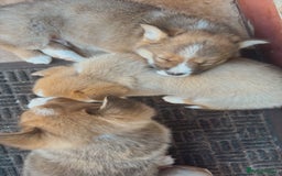 Welsh Corgi Pembroke dogs for sale: Uniquee Corgi - Image 4