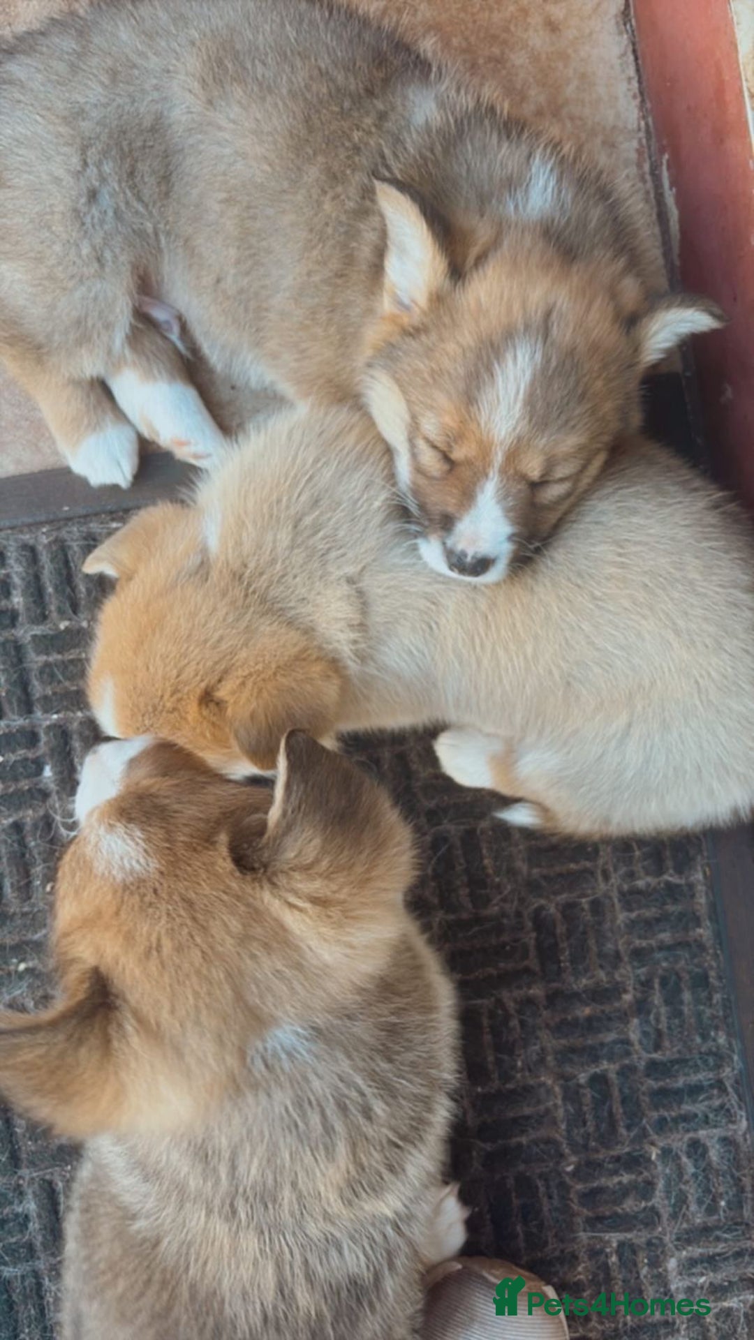 Welsh Corgi Pembroke dogs for sale: Uniquee Corgi - Image 4