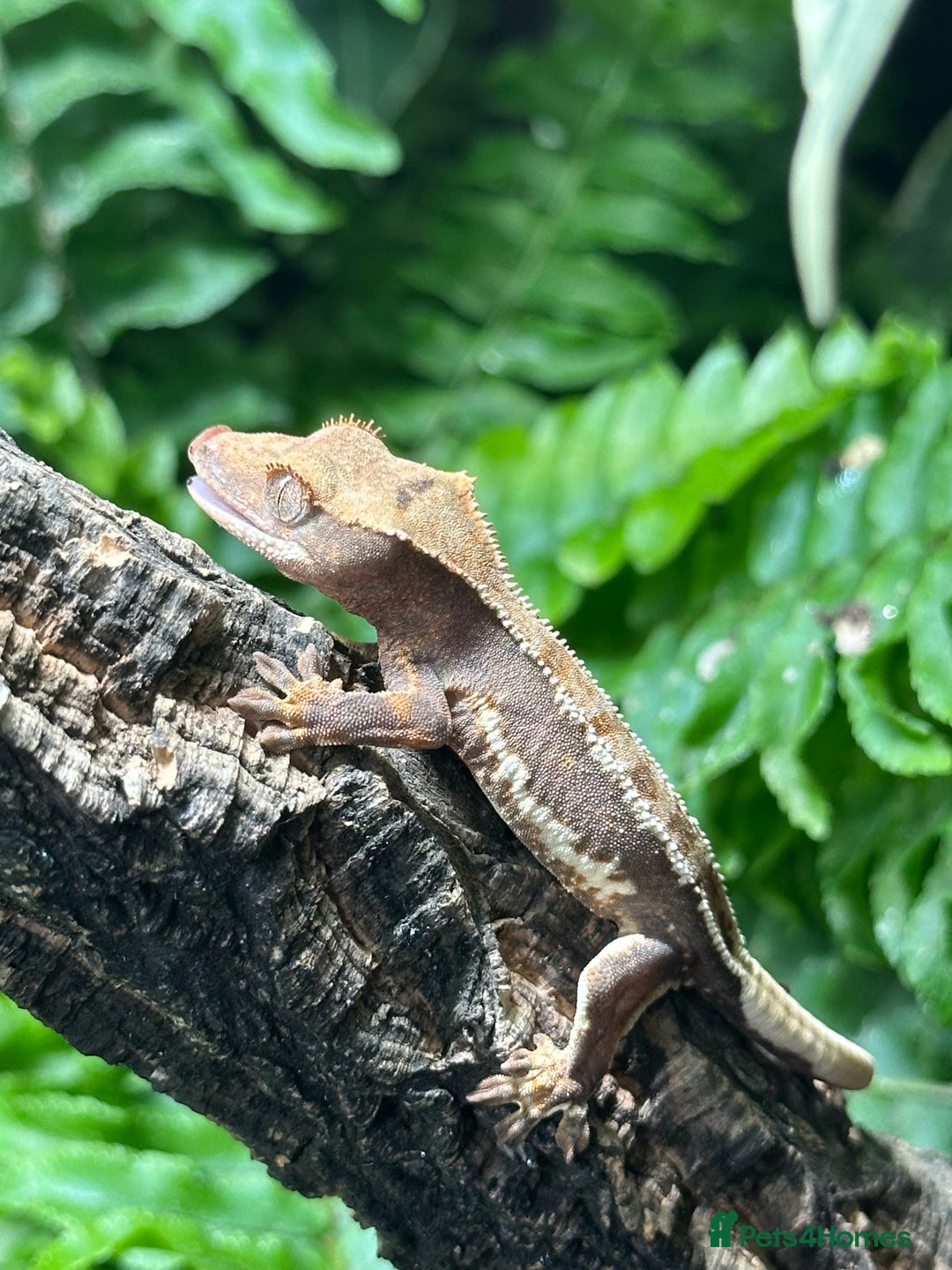 Gecko reptiles for sale: Baby Lilly White Crested Geckos - Image 12