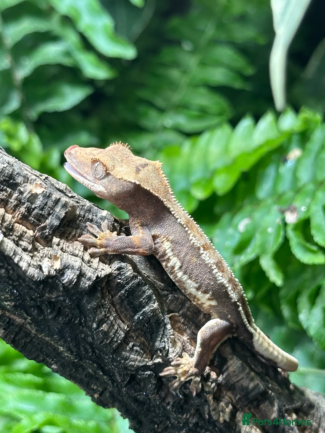 Gecko reptiles for sale: Baby Lilly White Crested Geckos - Advert 12