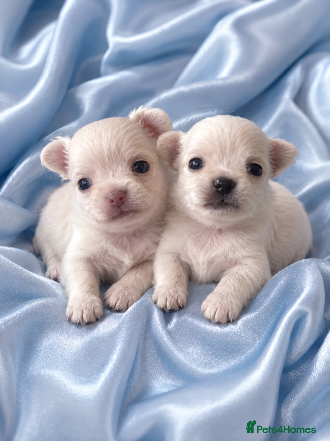 Chihuahua dogs Long haired white chihuahua puppies  - Advert 1