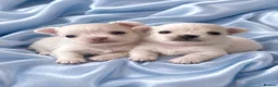 Chihuahua dogs for sale: READY NOW Long haired chihuahua puppies  - Advert 9