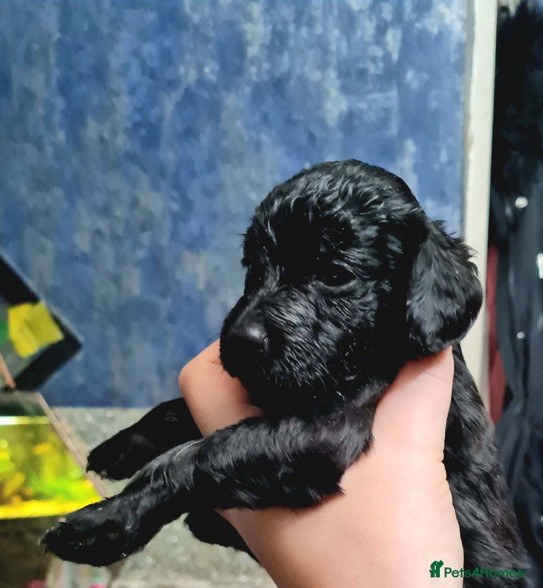 Cockapoo dogs for sale: 🐶🐾PLEASE READ THE FULL ADVERT🐾🐶 - Image 7