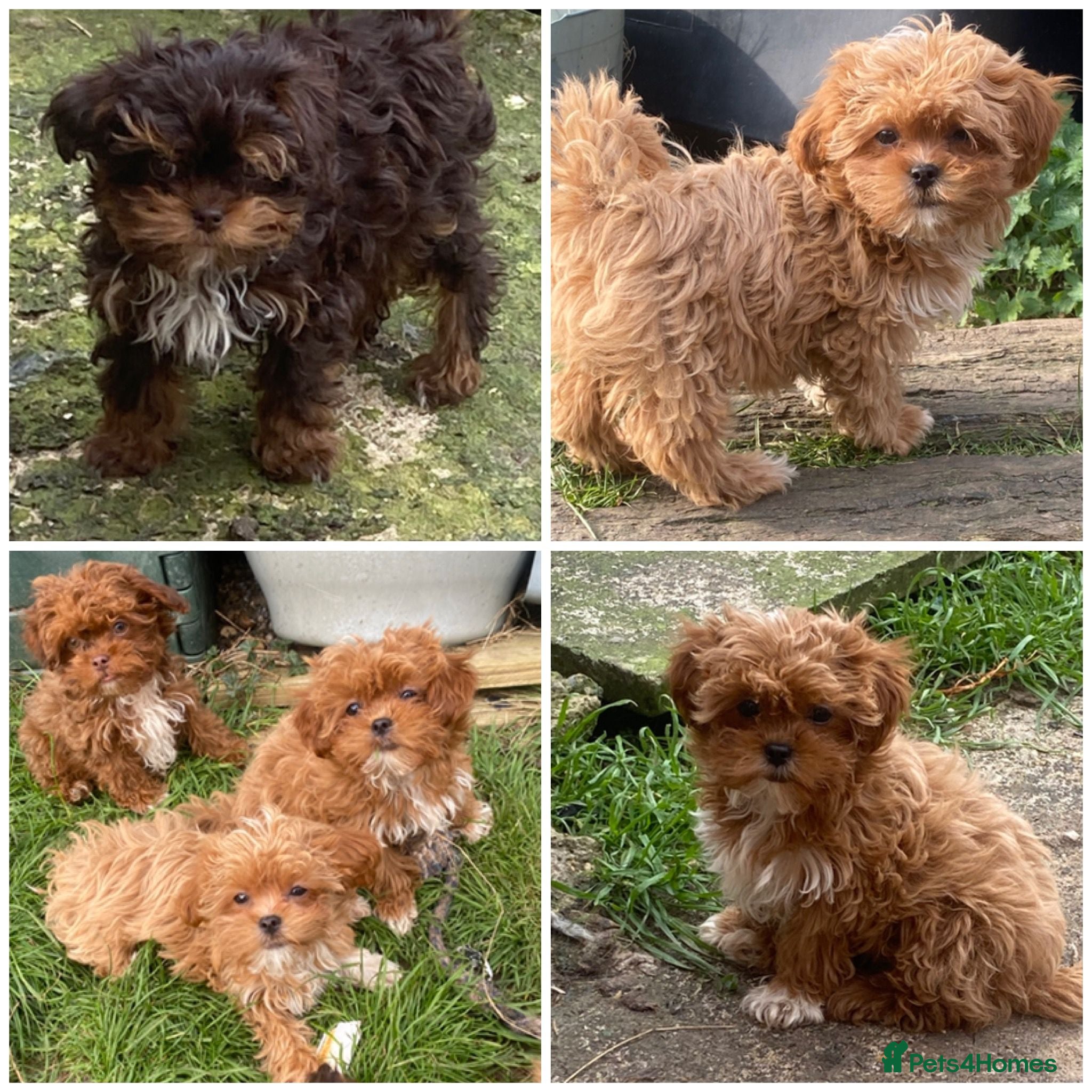 Maltipoo dogs DNA clear toy Asian lines maltipoo - Advert 15