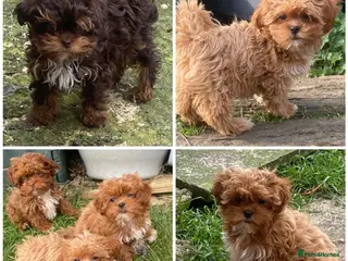 Maltipoo dogs DNA clear toy Asian lines maltipoo - Advert 15