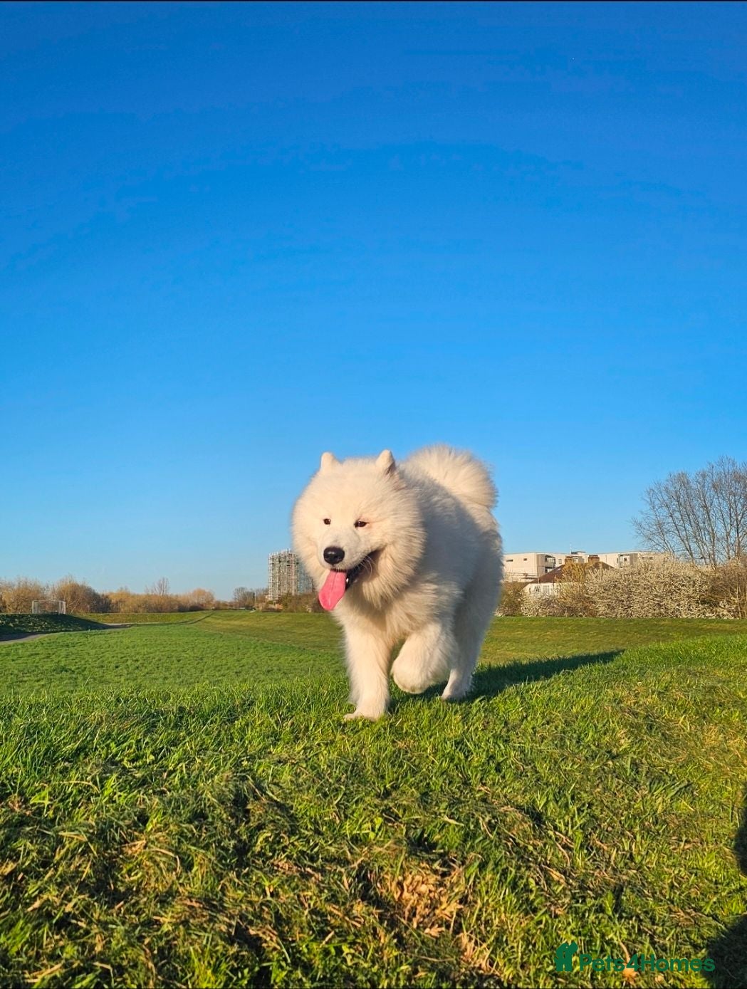 Samoyed dogs 🩷💙Samoyed for stud🩷💙 - Advert 1