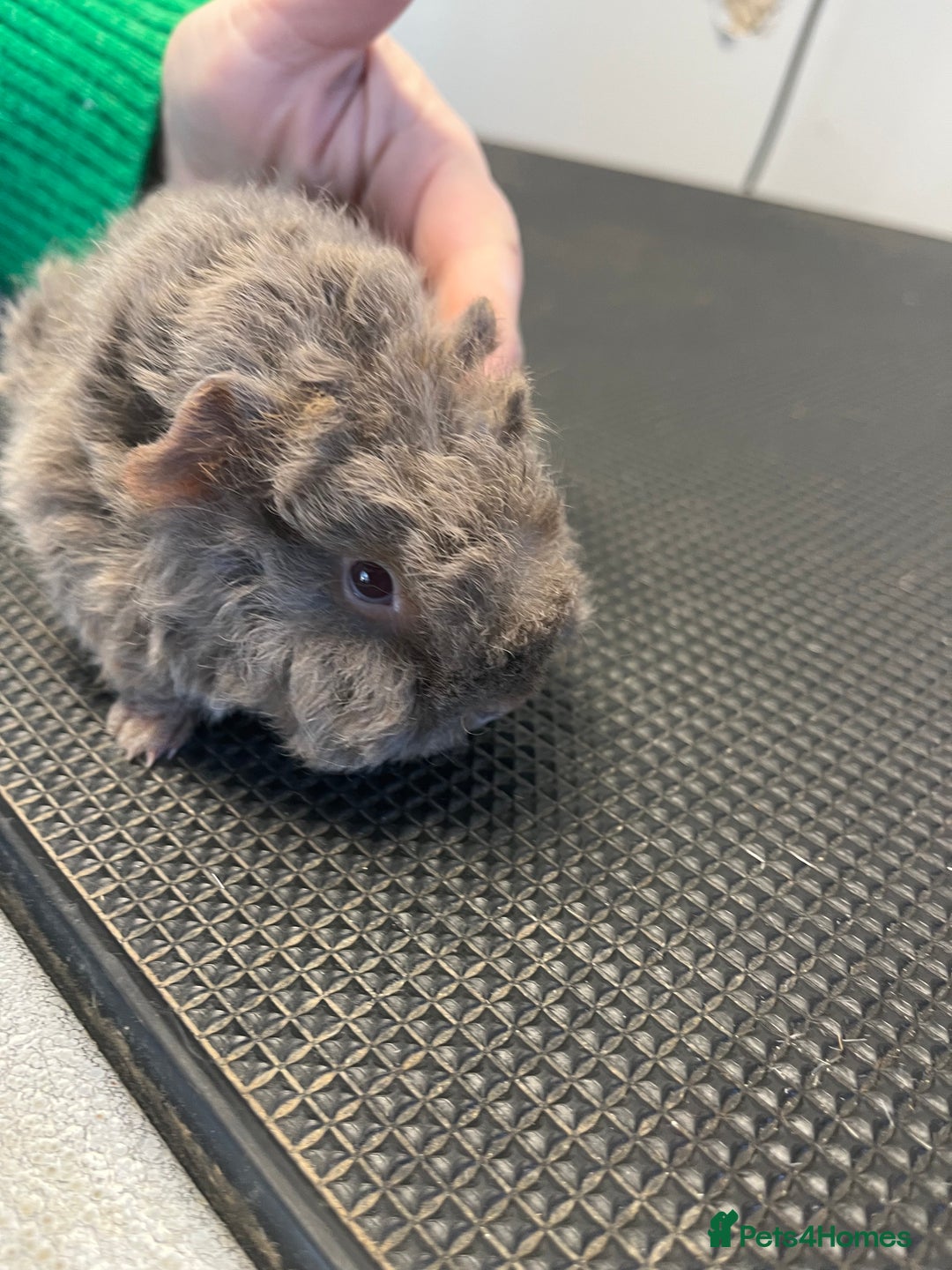 Guinea Pig rodents for sale: Pure bred guinea pigs looking for new homes - Advert 3