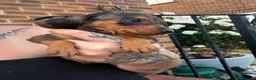 Dachshund dogs for sale: Stunning dachshund babies  - Advert 7