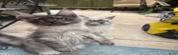 Maine Coon cats for sale: Exceptional pedigree MaineCoons - Phantom & Sprite - Advert 24