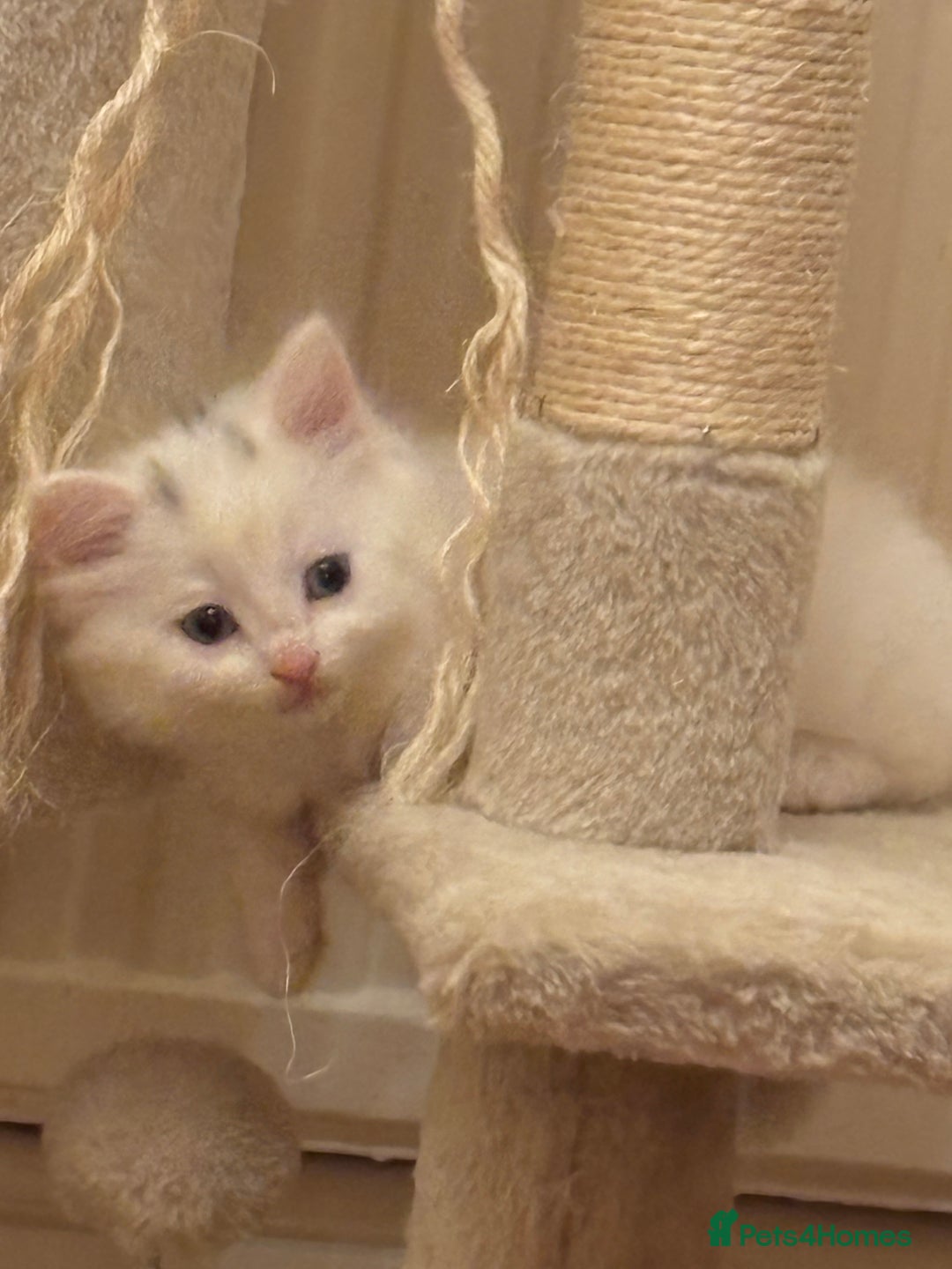 Mixed Breed cats for sale: 7 white kittens READY ASAP - Advert 28