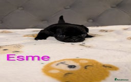 Pug dogs for sale: Pug Puppies - Image 15