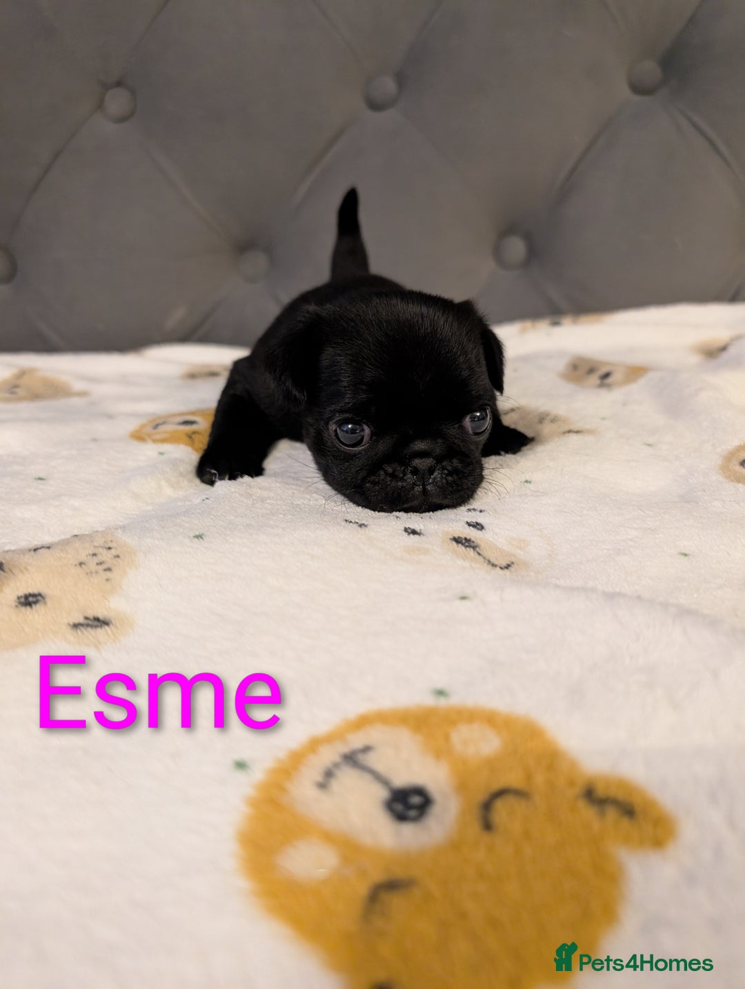Pug dogs for sale: Pug Puppies - Image 15
