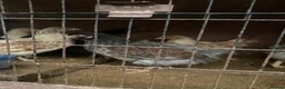 Mixed Breed poultry for sale: Beautiful Quals and Quals and chicken - Advert 5