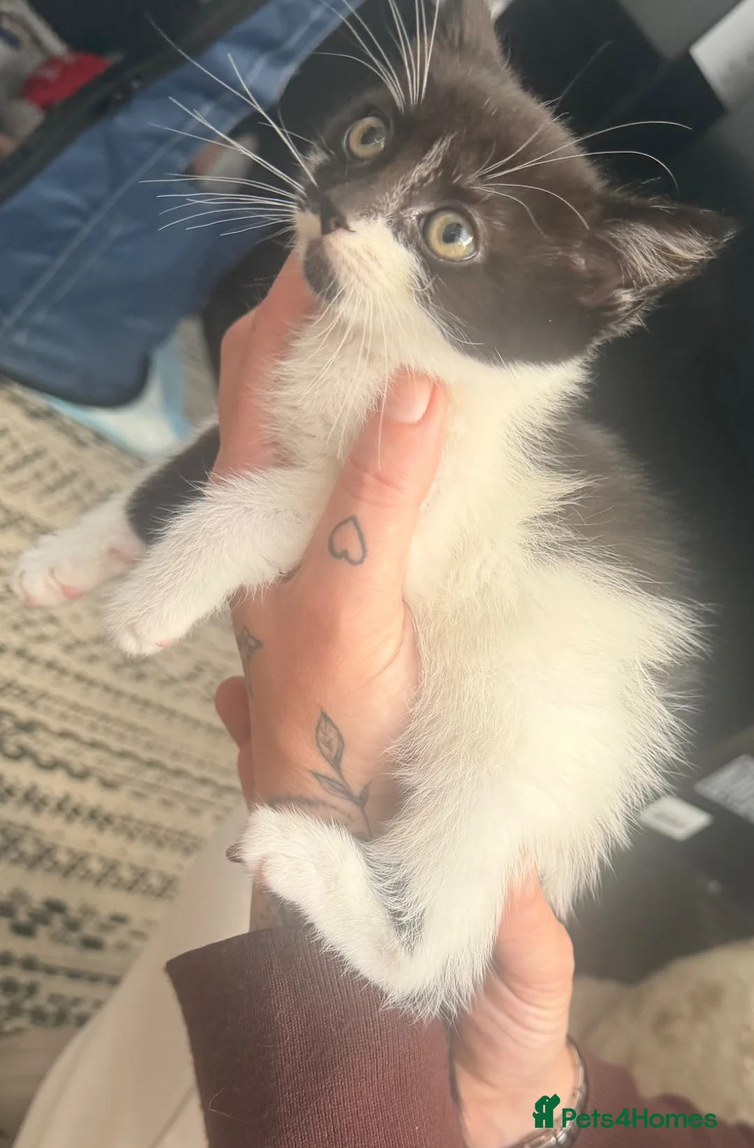 Mixed Breed cats for sale: One female kitten looking for her forever home  - Advert 8