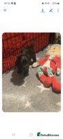 Cocker Spaniel dogs - Advert 4