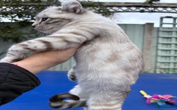 Savannah cats for sale: Breath taking wild looking girl  - Image 15