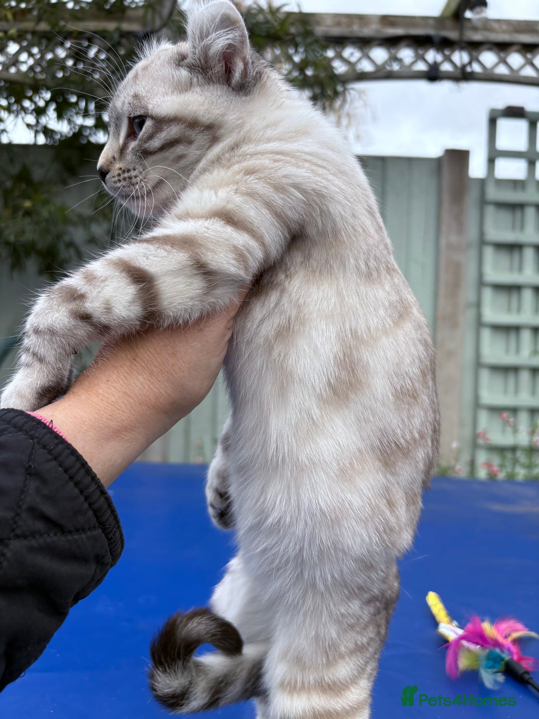 Savannah cats for sale: Breath taking wild looking girl  - Image 15