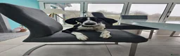 Pointer dogs for sale: 18 month old pointer - Advert 4