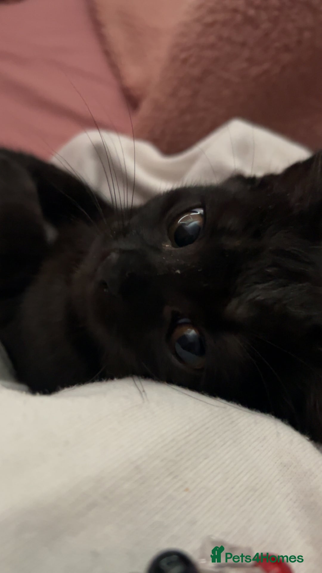 Brazilian Shorthair cats for sale: Black Cute Kitten - Image 4