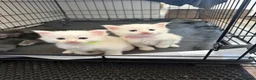 Maine Coon cats for sale: Maine coon kittens  in Rushden - Advert 2