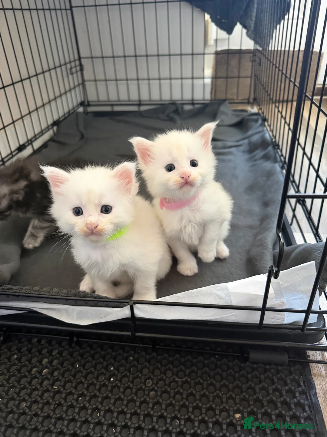 Maine Coon cats for sale: Maine coon kittens  in Rushden - Advert 2