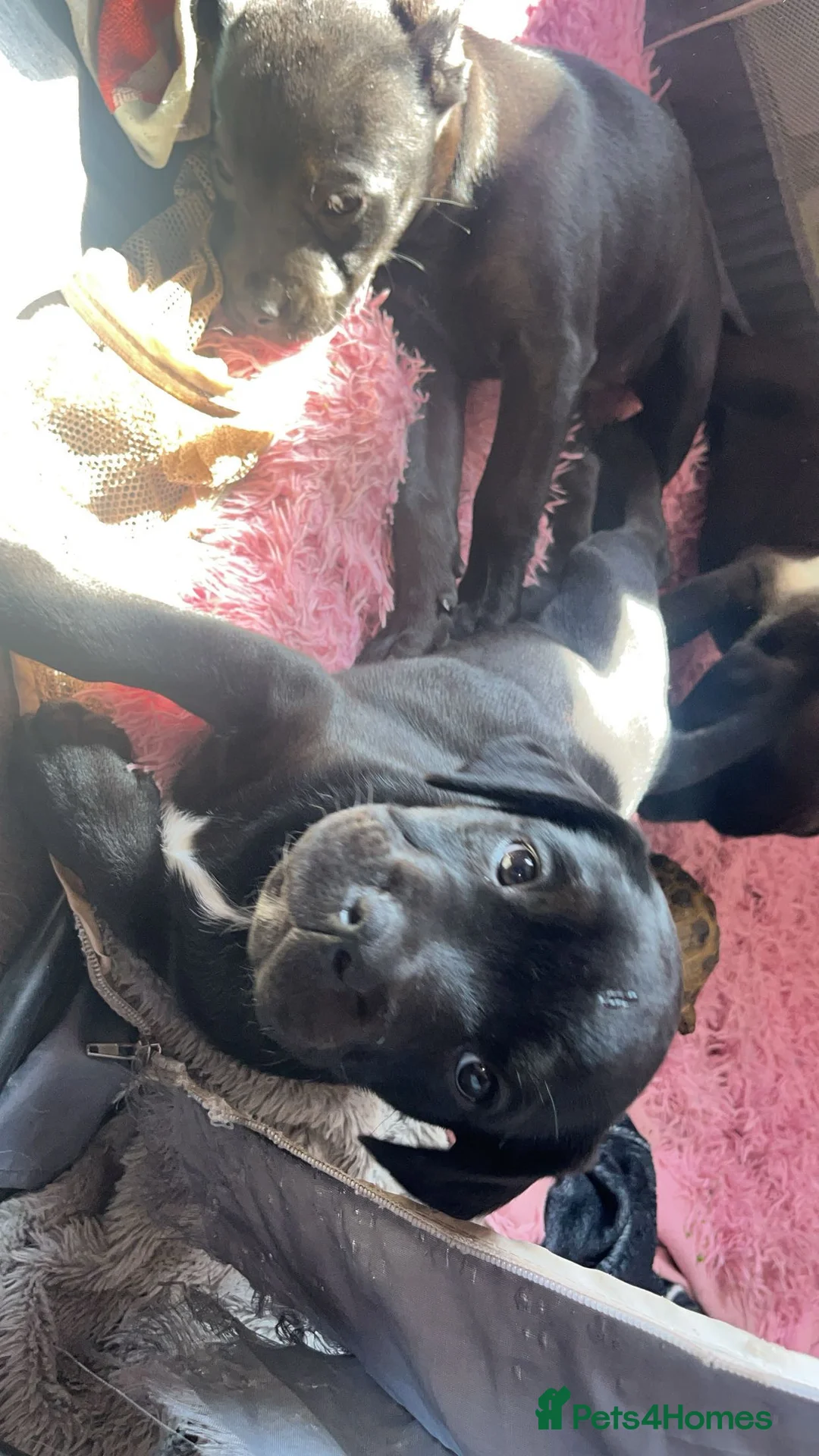 Mixed Breed dogs for sale: Bulladors for sale  - Advert 2