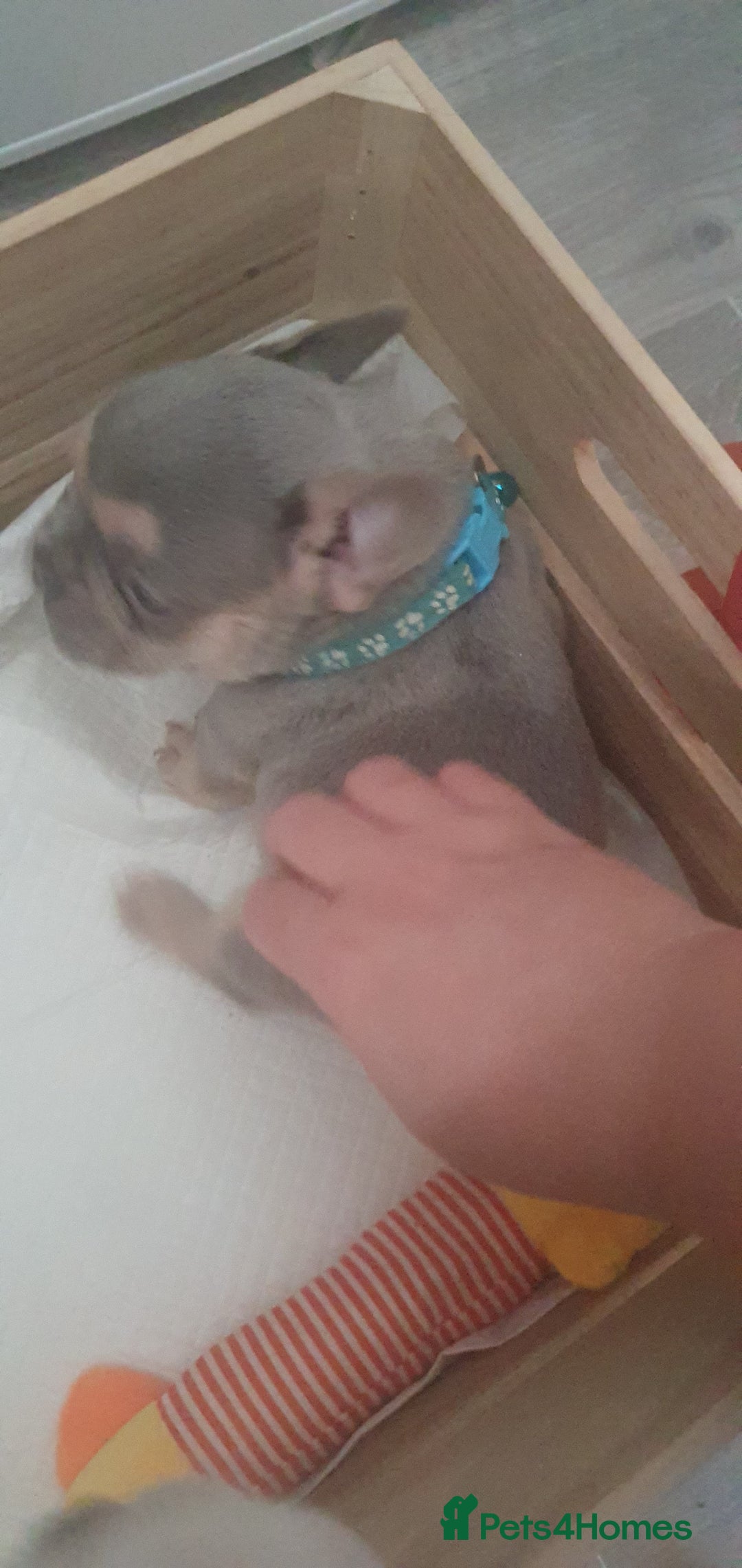 French Bulldog dogs for sale: Lovley frenchie puppies  - Image 11
