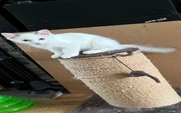 Ragdoll cats for sale: Beautiful Ragdoll kittens  - Image 8