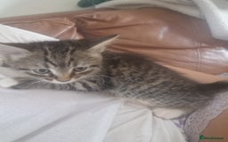 Mixed Breed cats for sale: Kittens - Image 2