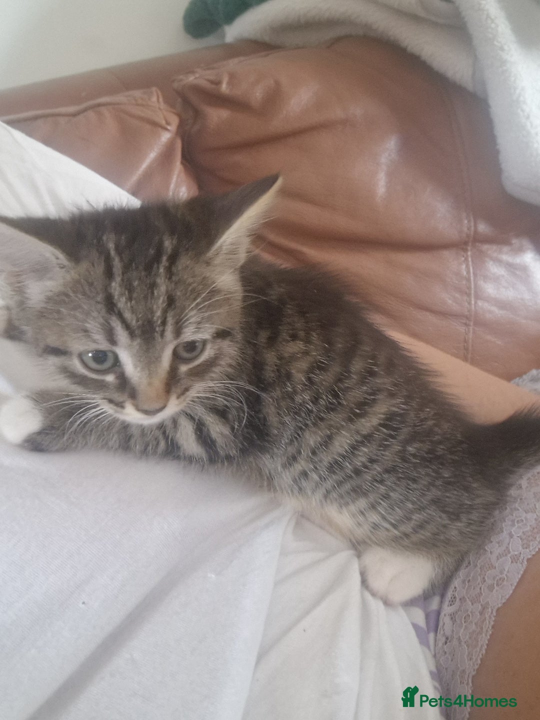 Mixed Breed cats for sale: Kittens - Image 2