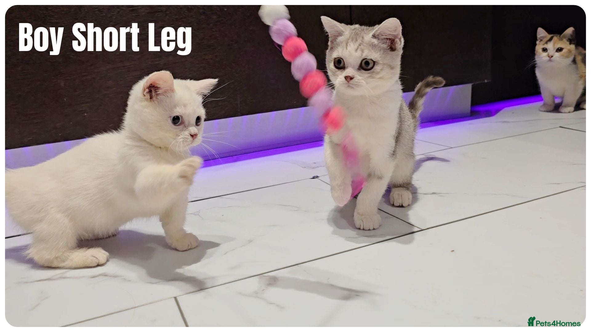 Munchkin cats Munchkin kittens - Advert 4