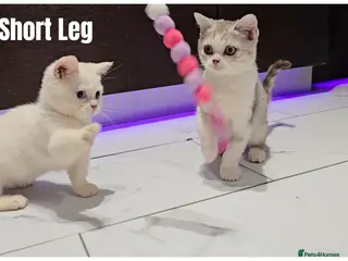 Munchkin cats Munchkin kittens - Advert 4