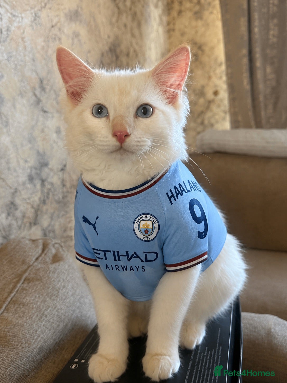 Ragdoll cats     Family Raised Ragdoll Kittens🐈‍⬛💕 - Advert 13