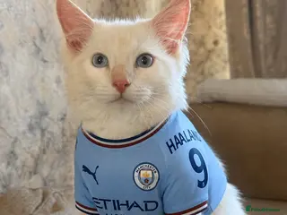 Ragdoll cats Family Raised Ragdoll Kittens🐈⬛💕 - Advert 2